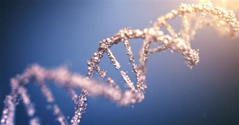 Ring's new human viral vector delivers gene to retinas of mice.